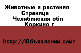  Животные и растения - Страница 2 . Челябинская обл.,Коркино г.